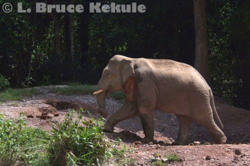 tusker-in-khao-yai