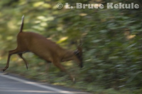 Muntjac jumping a motorcycle