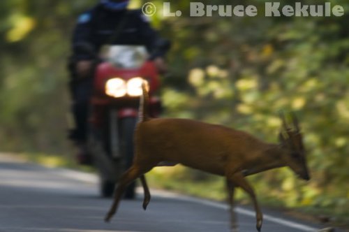 Muntjac jumping a motorcycle