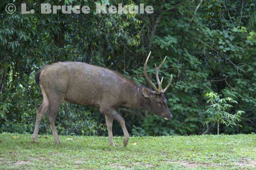 Sambar stag at campground