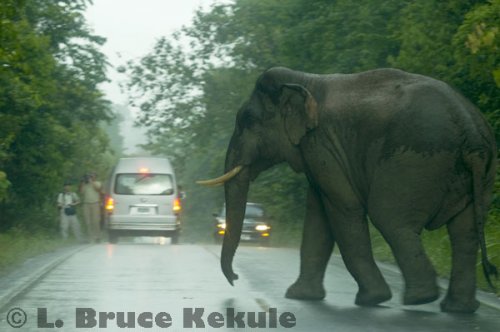 Bull elephant on the road in Khao Yai