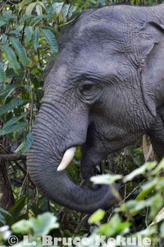 Bull elephant near the road in Khao Yai