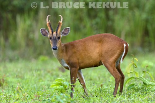 Common muntjac munching on leaves in Khao Yai