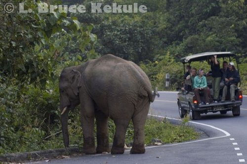 Bull elephant on the road in Khao Yai