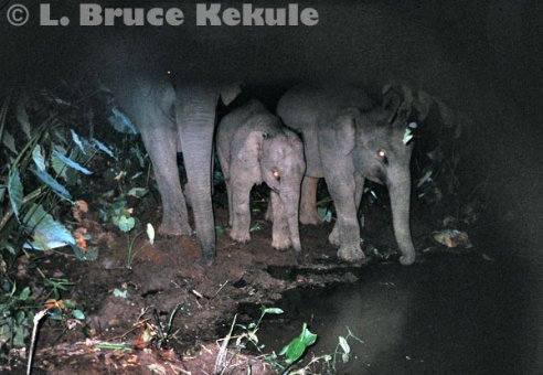 Elephant family unit in Khao Ang Rue Nai