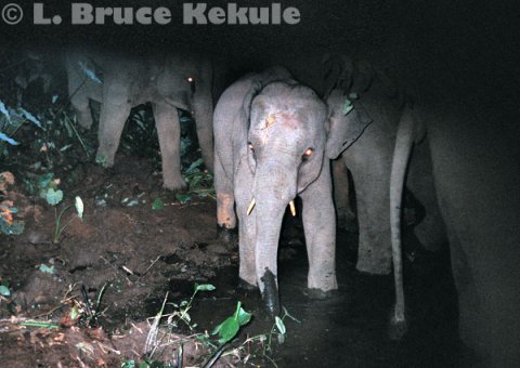 Elephant family unit in Khao Ang Rue Nai