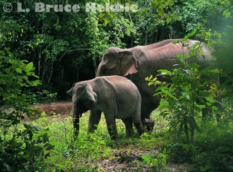 Mother and baby elephant in Kaeng Krachan