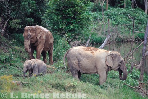 'Pang Durian' and two female step mothers in Kaeng Krachan