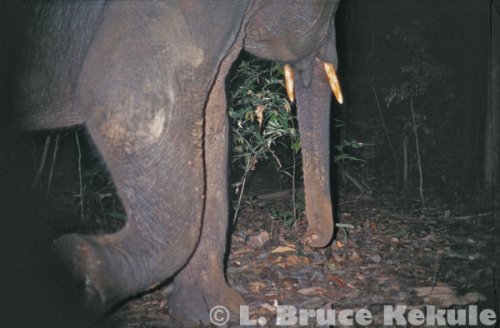 Tusker camera trapped in Kaeng Krachan
