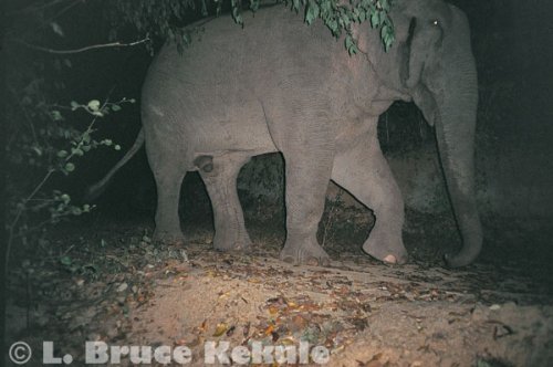 Tuskless bull camera trapped in Kaeng Krachan