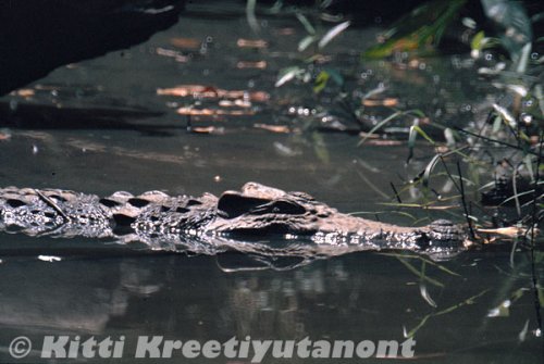 Siamese crocodile in Khao Ang Rue Nai