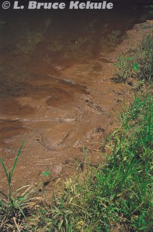 Crocodile tracks by the Phetchaburi River