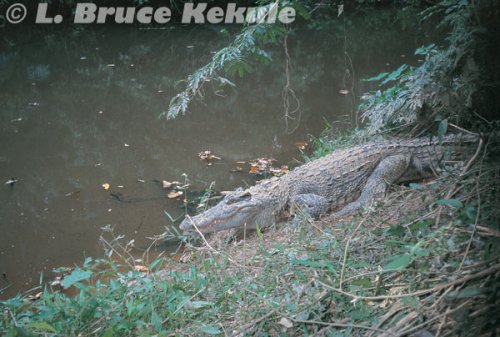 Siamese crocodile in Khao Ang Rue Nai
