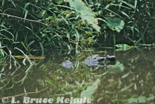 Siamese crocodile in Khao Ang Rue Nai