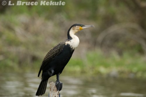 African cormorant in Lake Nakuru