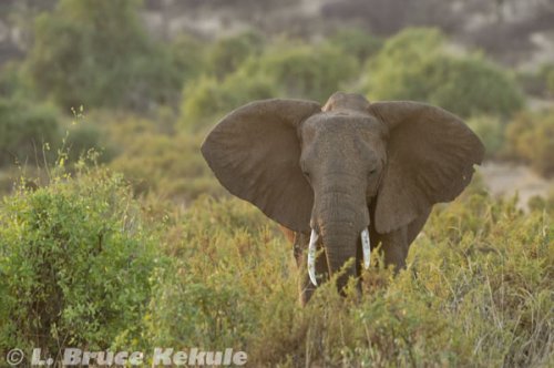 African elephant in Samburu