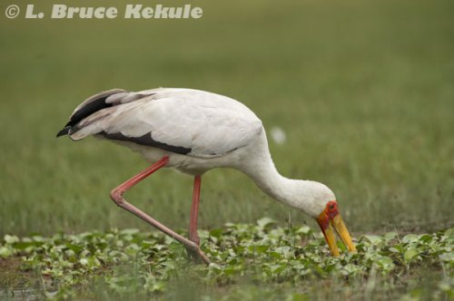 African painted stork in Lake Nakuru