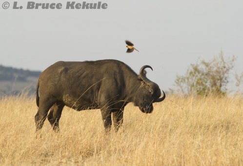 Cape buffalo and oxpecker in Masai Mara
