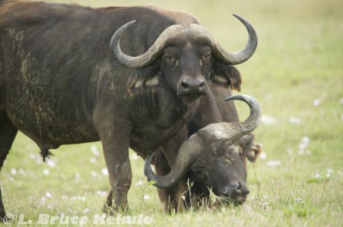 Cape buffalo in lake Nakuru
