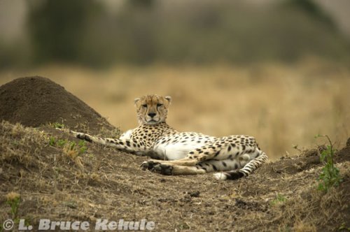 Cheetha male resting