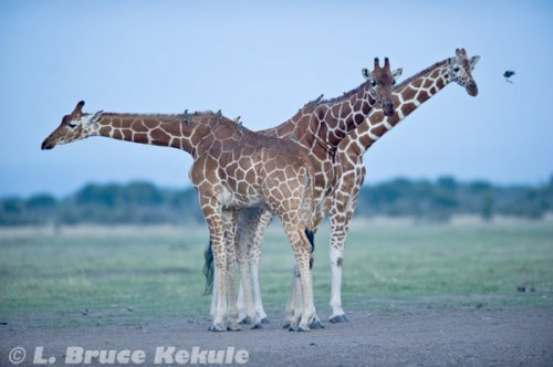 Giraffes in Sweetwaters