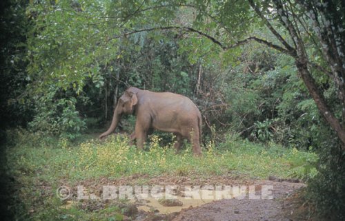 Tuskless Bull Elephant