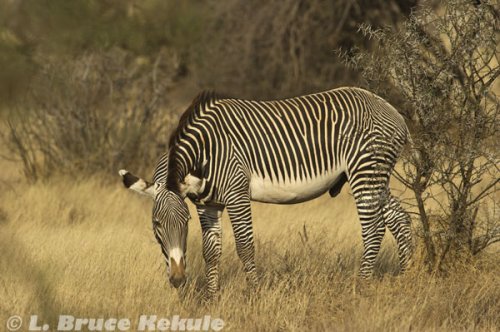 Grevy's zebra in Samburu