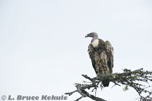 Griffon vulture in Sweetwaters