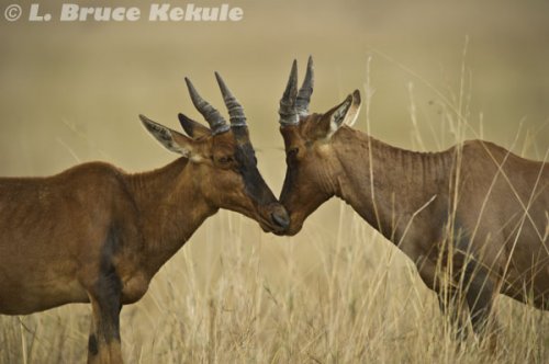 Topi antelope in Masai Mara