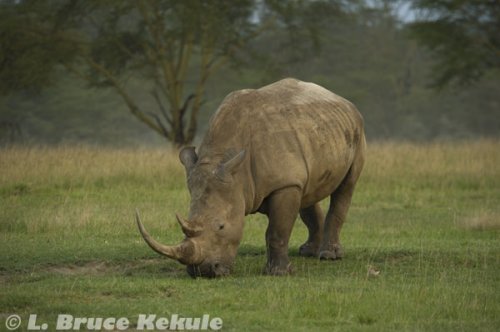 White rhino in Lake Nakuru