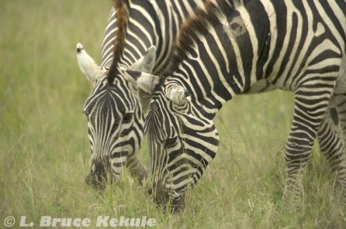 Zebras grazing in Sweetwaters