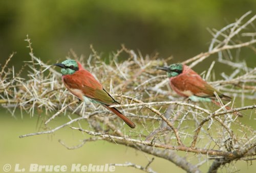 Bee-eaters in Lamu Island