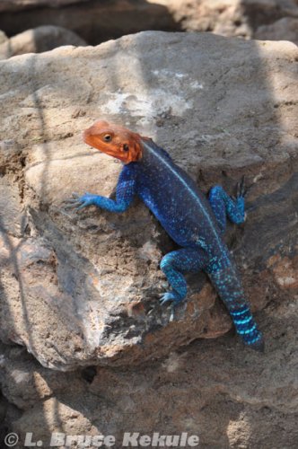 Gamma lizard in Lake Nakuru