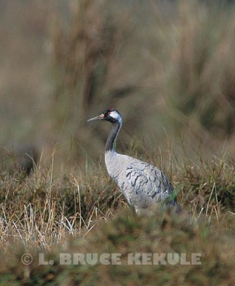 Common crane in Northern Thailand