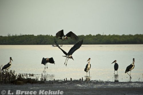 Marabou Storks in Lamu Island