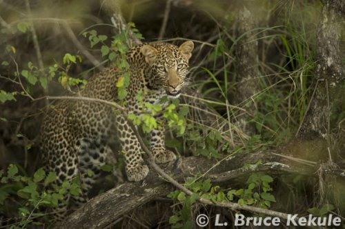leopard cub in a dry streambed