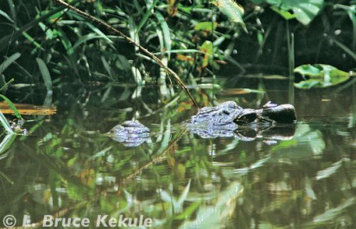 Siamese crocodile in Khao Ang Rue Nai
