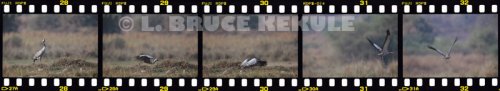 Common crane flying sequence