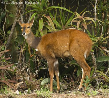 Bushbuck in Siana Springs Conservancy