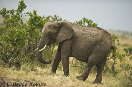 African elephant in Masai Mara