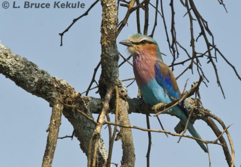 African lilac roller in the Masai Mara