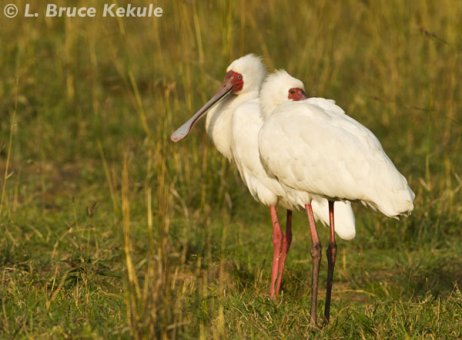 African spoonbill in Kenya
