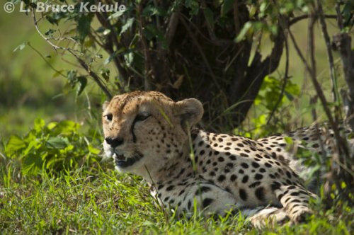 Cheetha in the Masai Mara