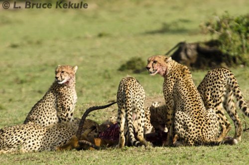 Cheethas on a kill (Impala buck)