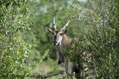Elan bull in Masai Mara