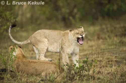 Young playful lion