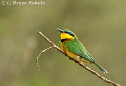 Little bee-eater in Nairobi National Park