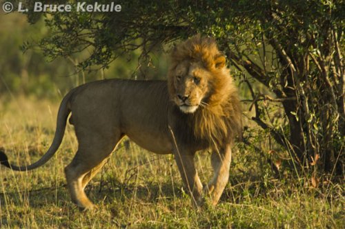 Male lion in the Masai Mara