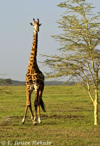 Masai giraffe in Siana Springs Conservancy