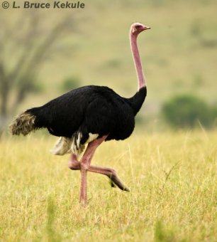 Ostrich in the Siana Springs Conservancy